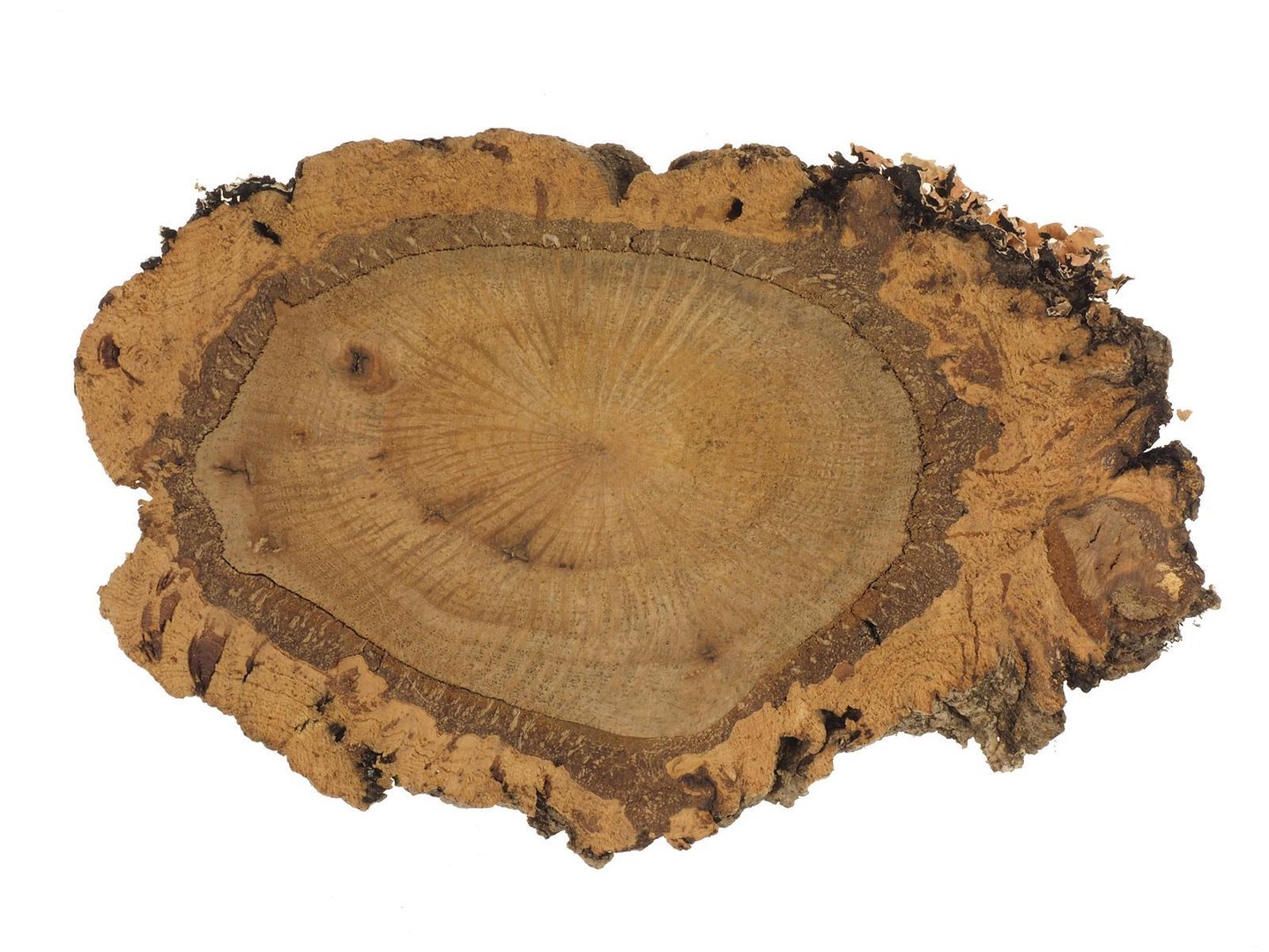 6519 1 Cork oak slice oval