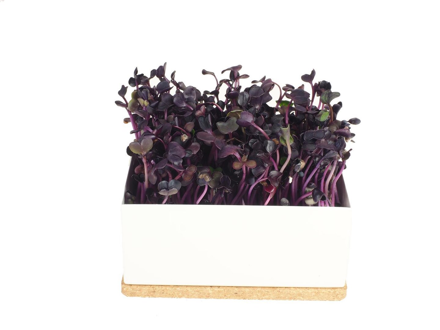 8012 16 Seed tray For sprouts