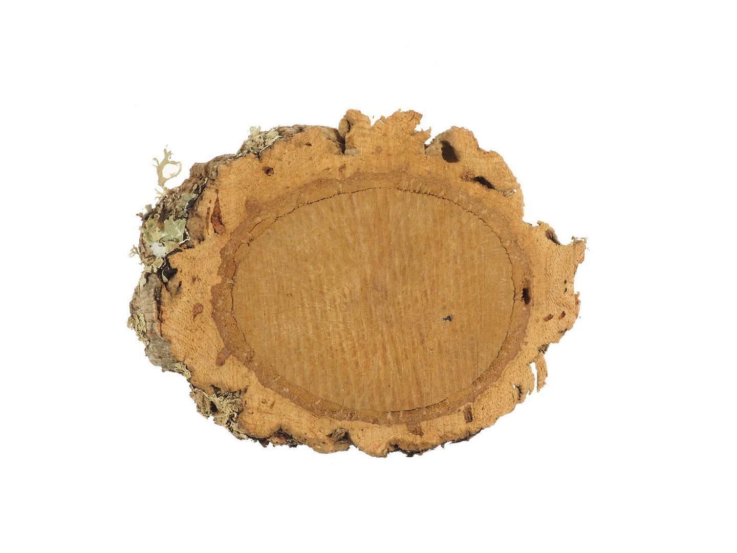 6519 S Cork oak disc