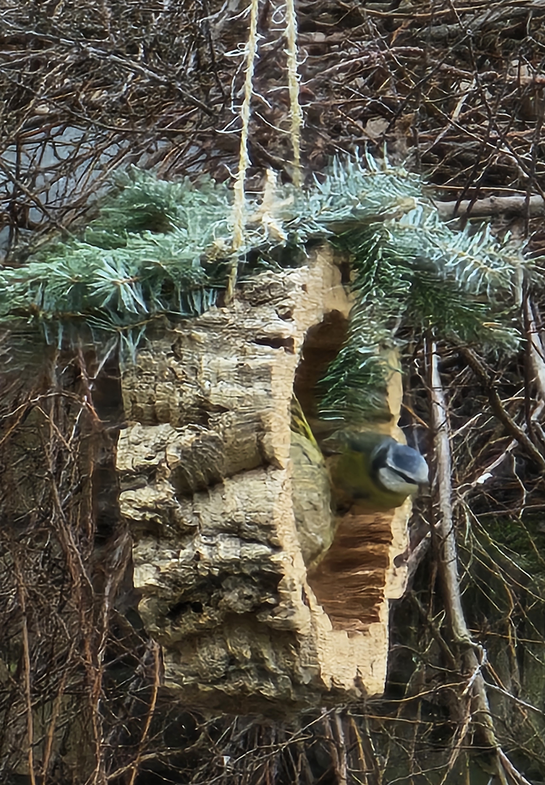 Cork ring for birds and rodents