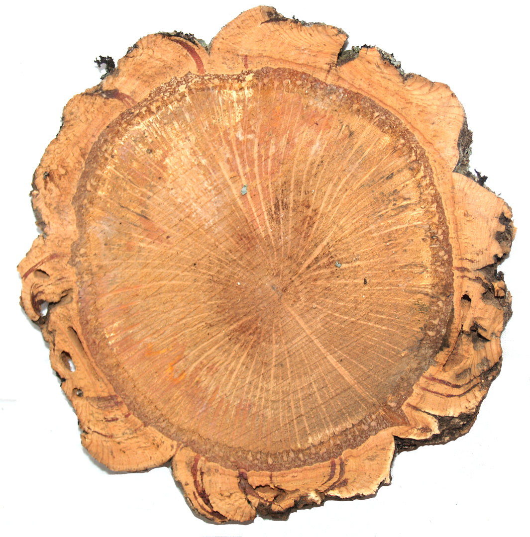 6519 Cork oak discs