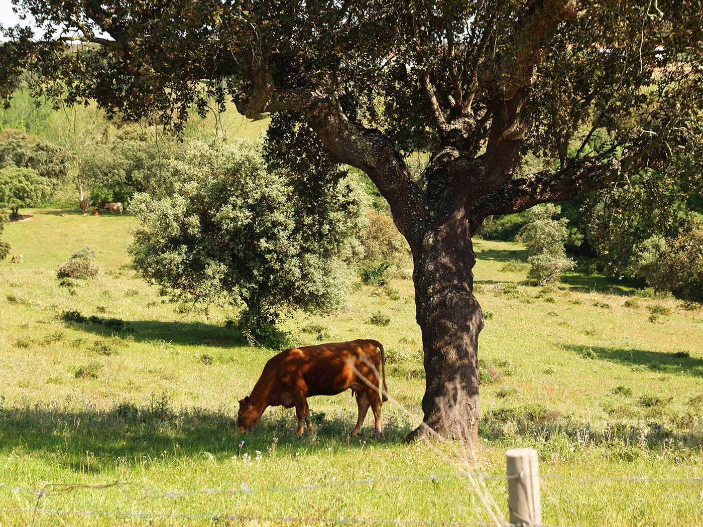 Cork oak Environment Cow ecosystem
