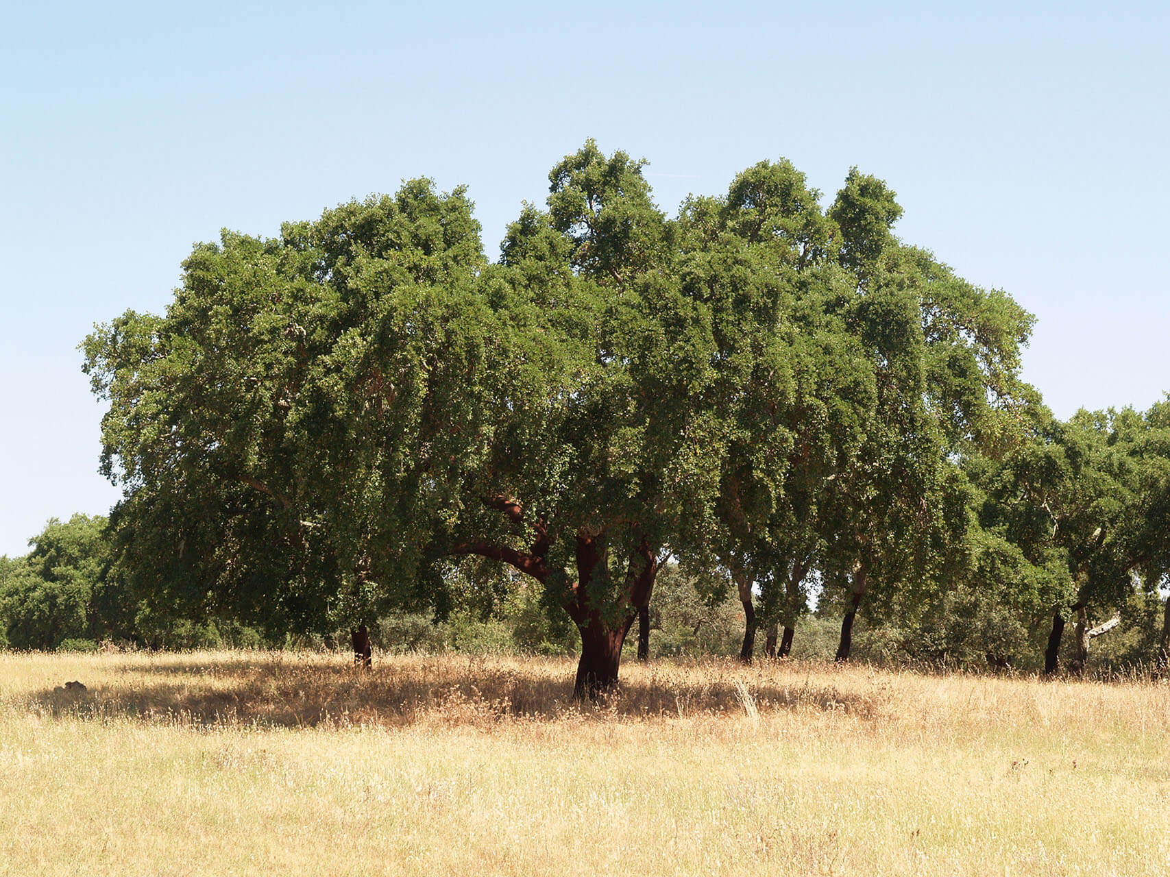 Cork oak Portugal Field